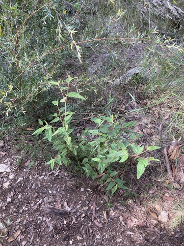 Image of Commersonia dasyphylla by (c) Thomas Mesaglio, some rights reserved (CC BY)
