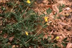 Lotus angustissimus