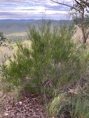 Acacia longissima