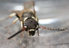 Sapyga martinii