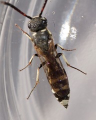 Sapyga martinii