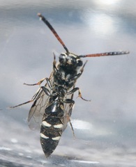 Sapyga martinii