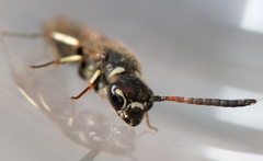 Sapyga martinii