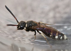 Sapyga martinii