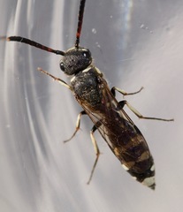 Sapyga martinii