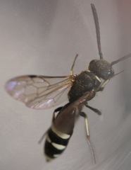 Sapyga martinii