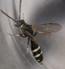 Sapyga martinii