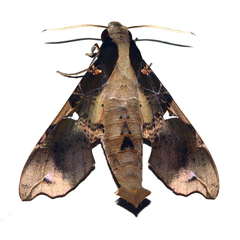 Callionima denticulata