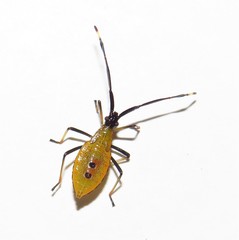 Amblypelta nitida