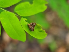 Choreutis orthogona