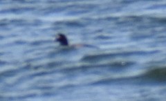 Melanitta perspicillata