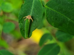 Polyura schreiber