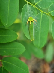 Polyura schreiber