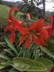 Hippeastrum