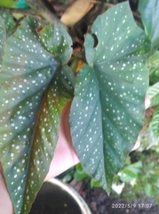 Begonia maculata