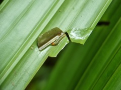 Salanoemia tavoyana
