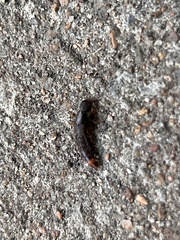 Platydracus mysticus