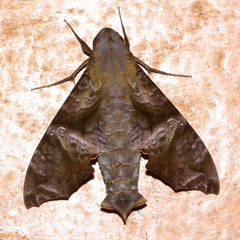 Nyceryx coffaeae