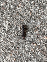Platydracus mysticus