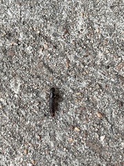 Platydracus mysticus