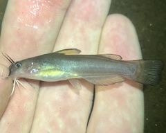 Ameiurus platycephalus