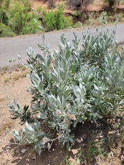 Eriodictyon tomentosum