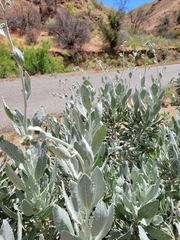 Eriodictyon tomentosum