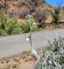 Eriodictyon tomentosum