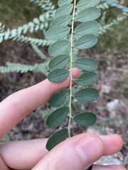 Phyllanthus gunnii