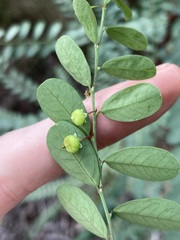 Phyllanthus gunnii