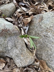 Polygonatum pubescens
