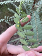 Phyllanthus gunnii