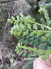 Phyllanthus gunnii