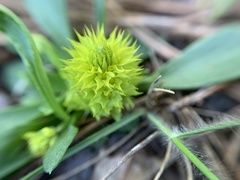 Polygala nana