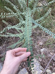 Phyllanthus gunnii