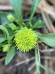 Polygala nana