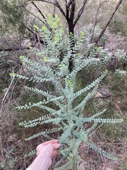 Phyllanthus gunnii
