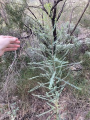 Phyllanthus gunnii