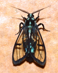 Syntrichura virens