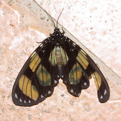 Notophyson heliconides