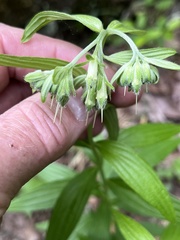 Lithospermum subsetosum