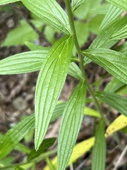 Lithospermum subsetosum