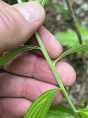 Lithospermum subsetosum
