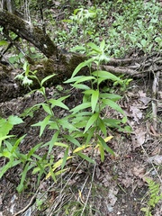 Lithospermum subsetosum