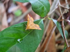 Hyperythra