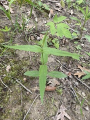 Eupatorium sessilifolium