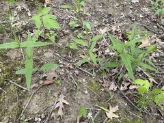 Eupatorium sessilifolium