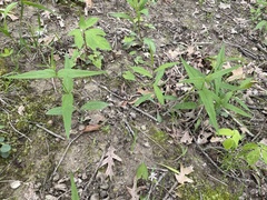 Eupatorium sessilifolium