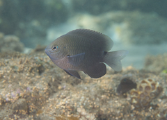 Pomacentrus tripunctatus