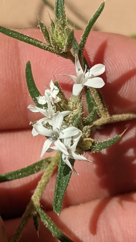 Image of Ipomopsis gunnisonii by (c) Darrin Gobble, some rights reserved (CC BY)